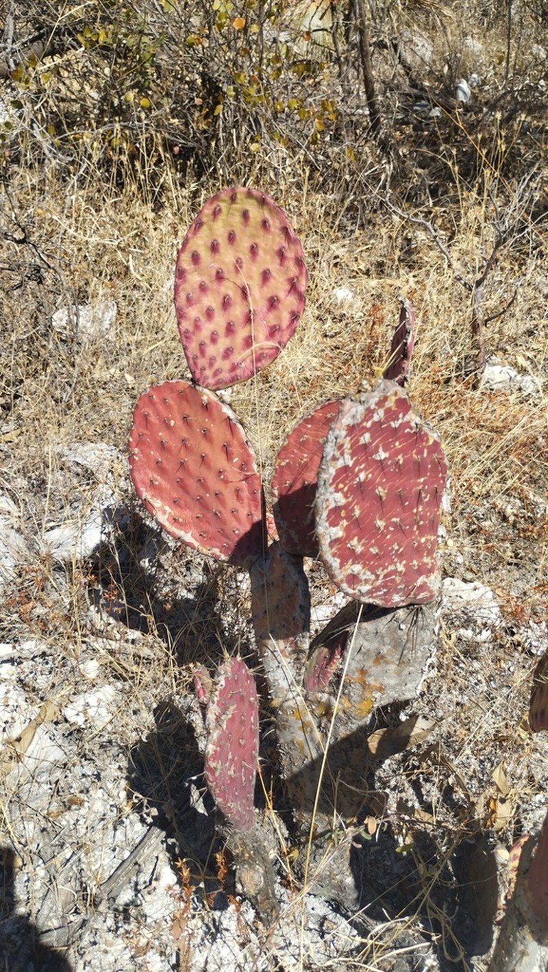 Opuntia tehuacana