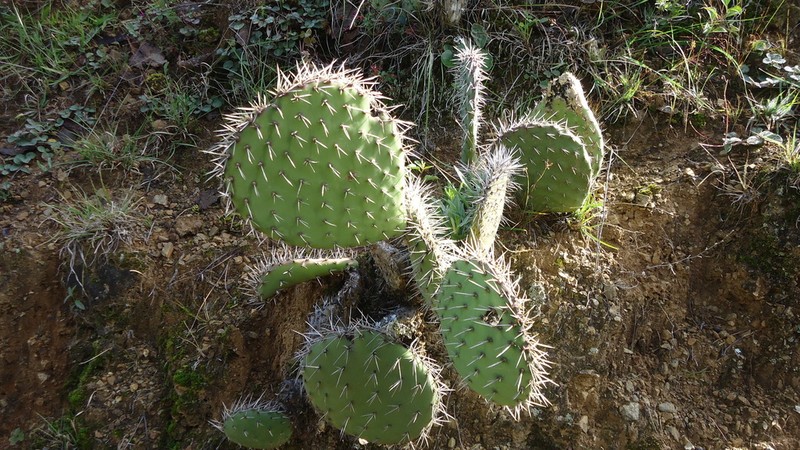 Opuntia tehuacana photo 2