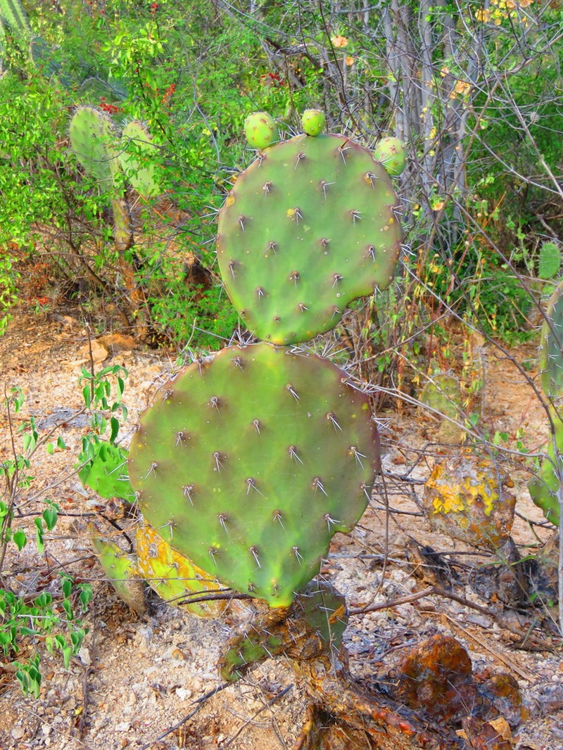 Opuntia tehuacana photo 3
