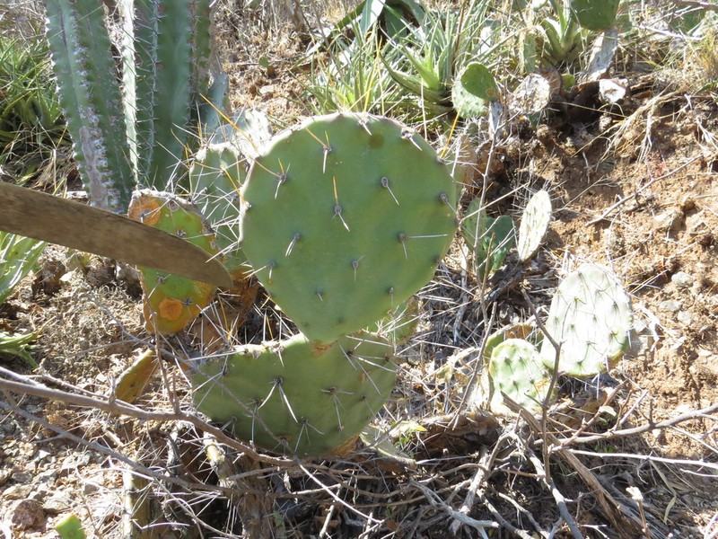 Opuntia tehuacana photo 4