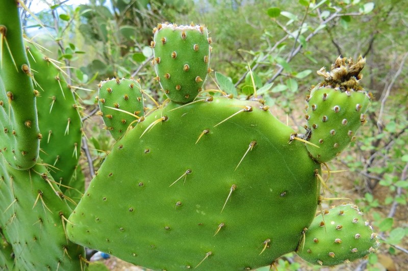 Opuntia tehuacana photo 5
