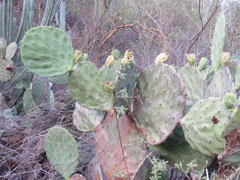 Opuntia tehuacana photo 6
