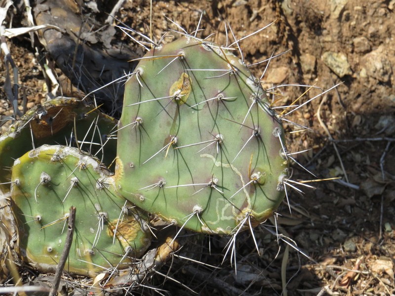 Opuntia tehuacana photo 7