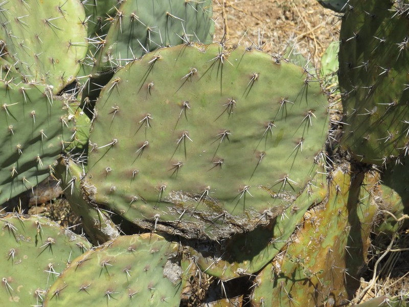 Opuntia tehuacana photo 8