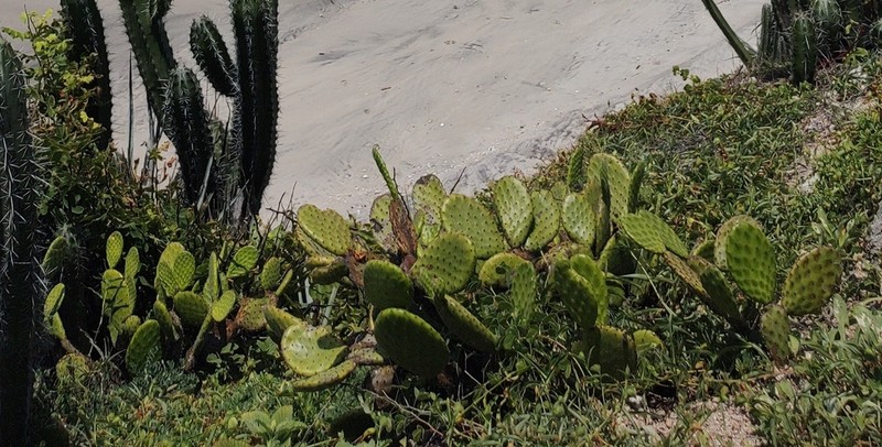 Opuntia tehuantepecana