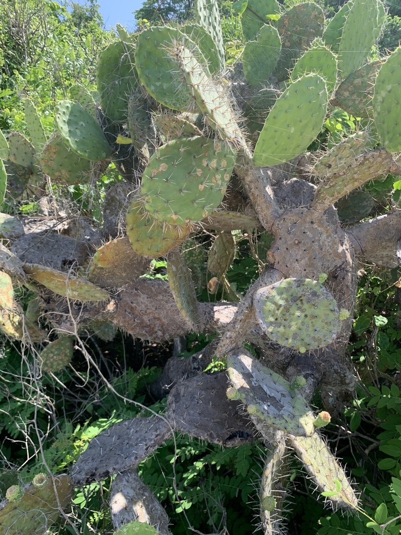 Opuntia tehuantepecana photo 2