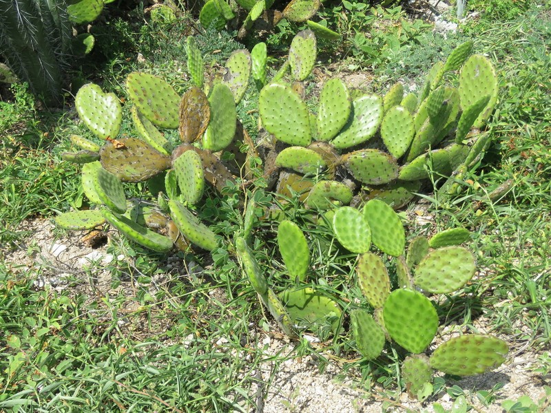 Opuntia tehuantepecana photo 3