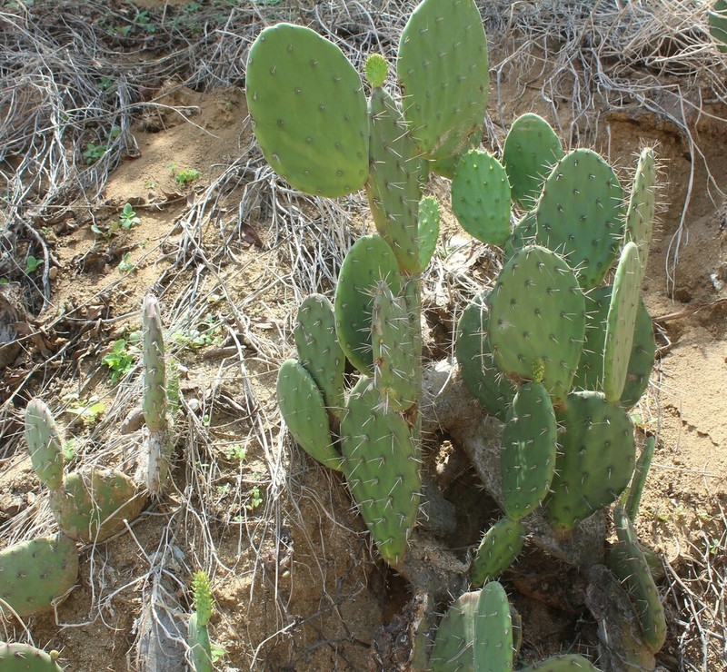Opuntia tehuantepecana photo 4