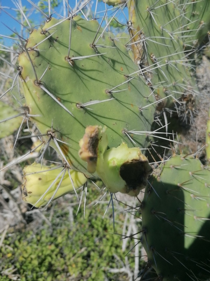 Opuntia tehuantepecana photo 5