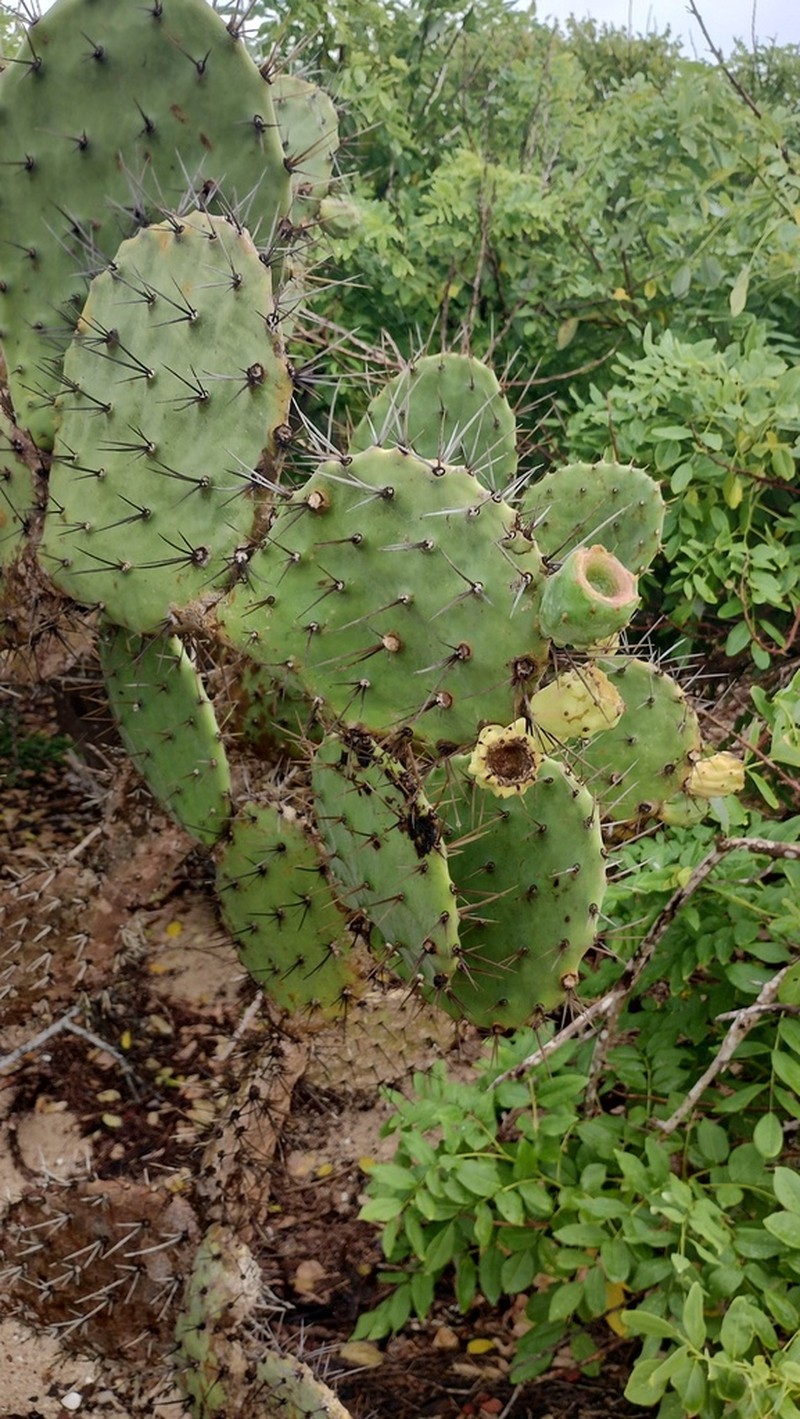 Opuntia tehuantepecana photo 6
