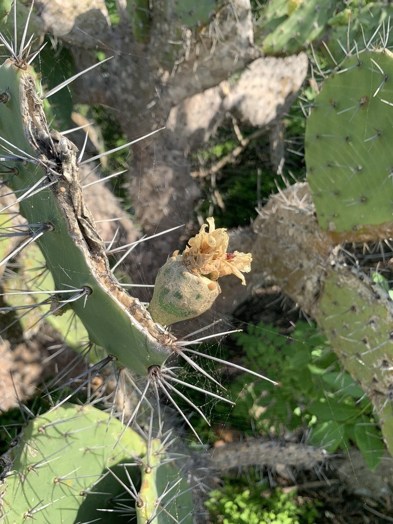 Opuntia tehuantepecana photo 7