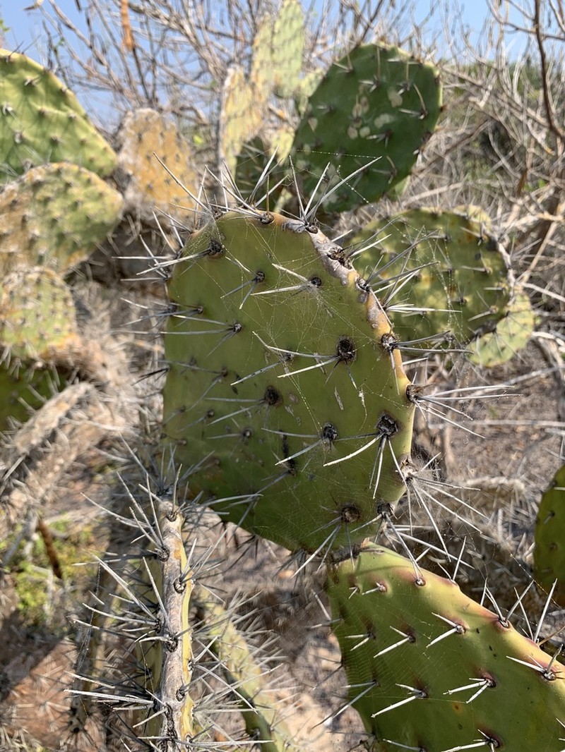 Opuntia tehuantepecana photo 8