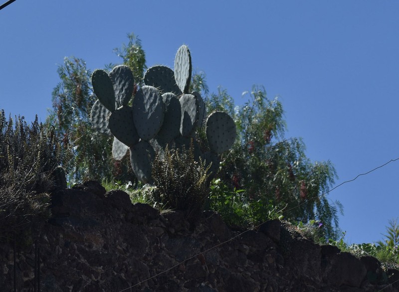 Opuntia tezontepecana