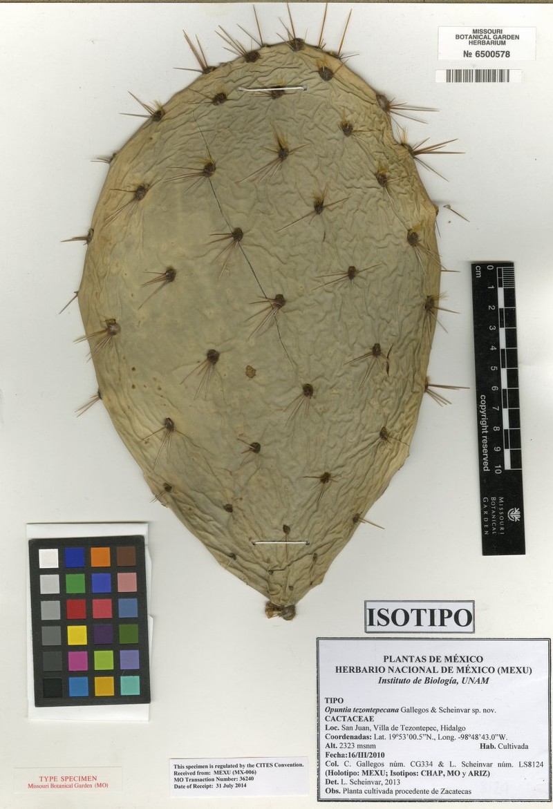 Opuntia tezontepecana photo 2