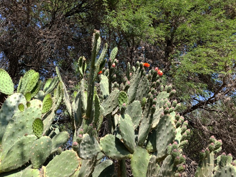 Woollyjoint Pricklypear photo 4