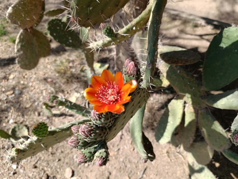 Woollyjoint Pricklypear photo 5