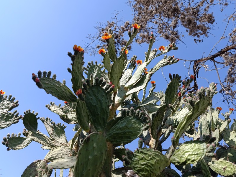 Woollyjoint Pricklypear photo 2