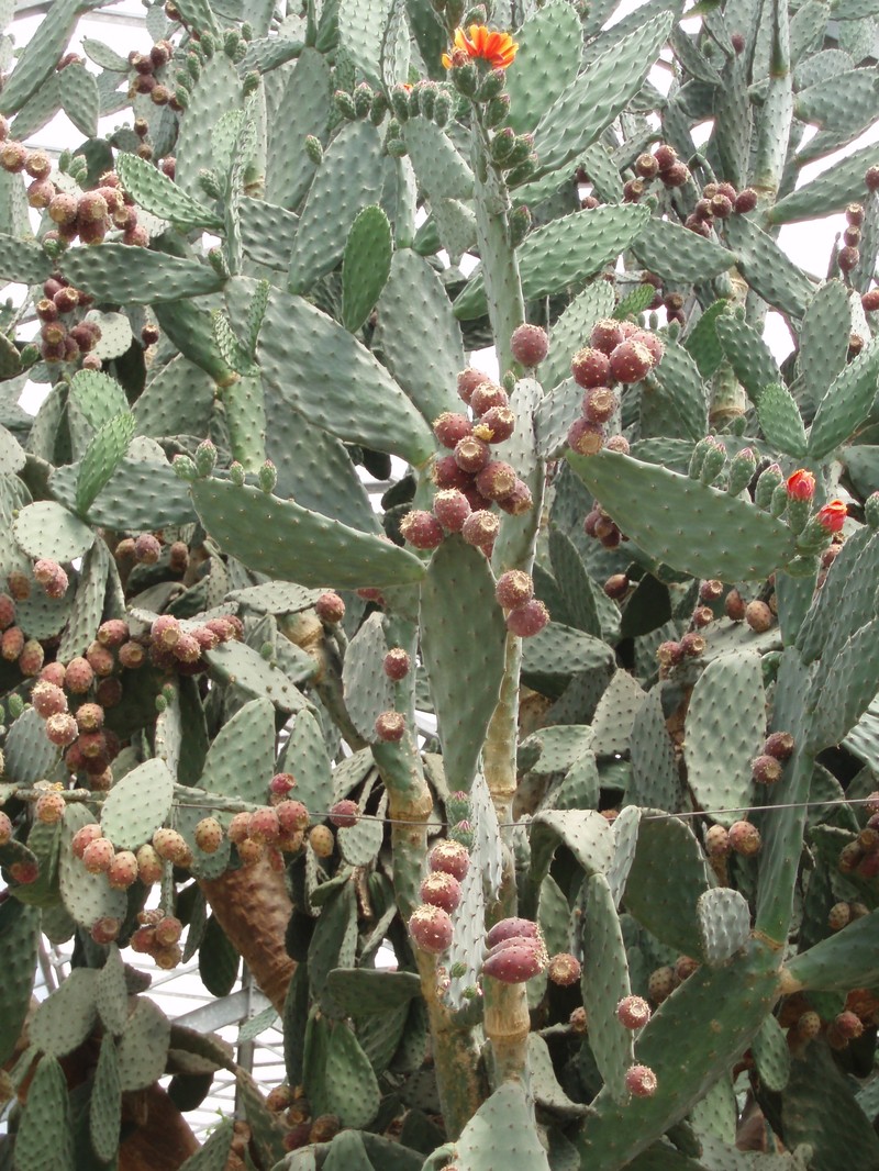 Woollyjoint Pricklypear photo 3