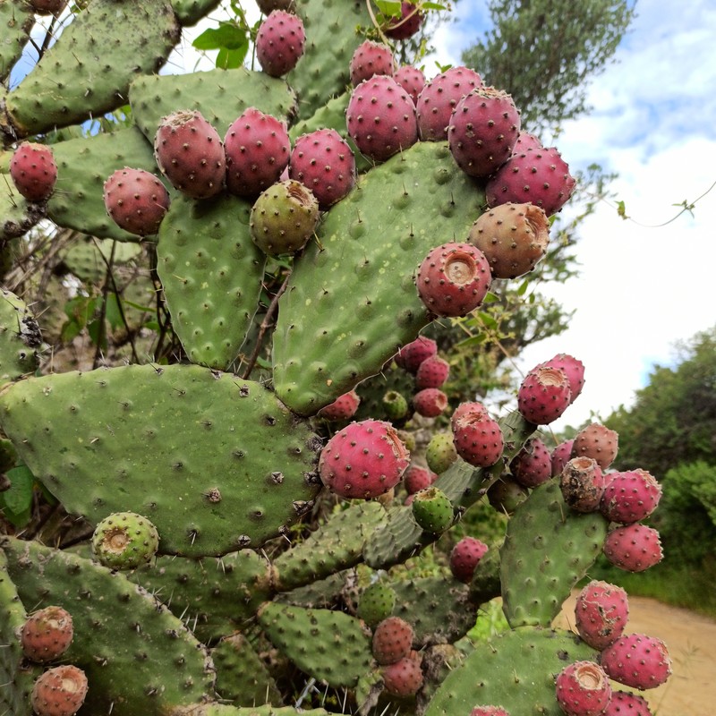 Woollyjoint Pricklypear