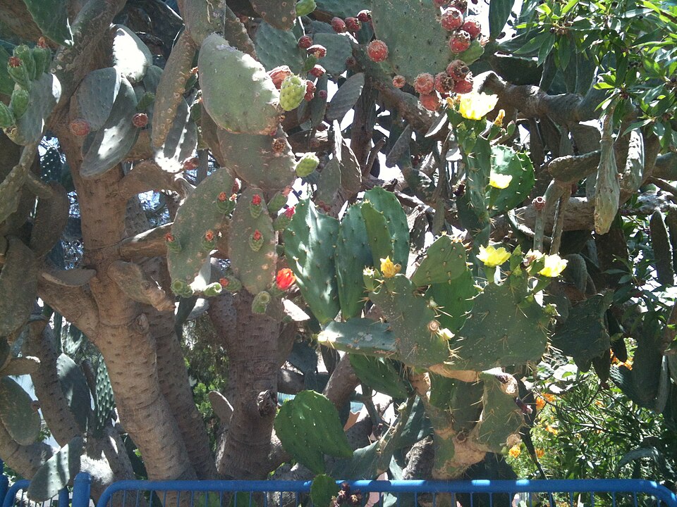 Woollyjoint Pricklypear photo 6