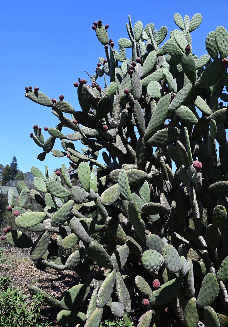 Woollyjoint Pricklypear photo 7