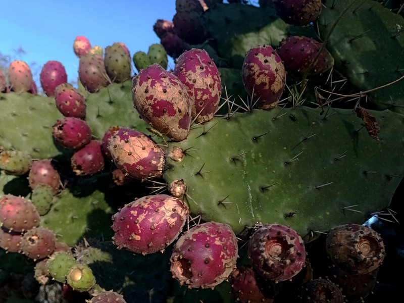 Woollyjoint Pricklypear photo 8