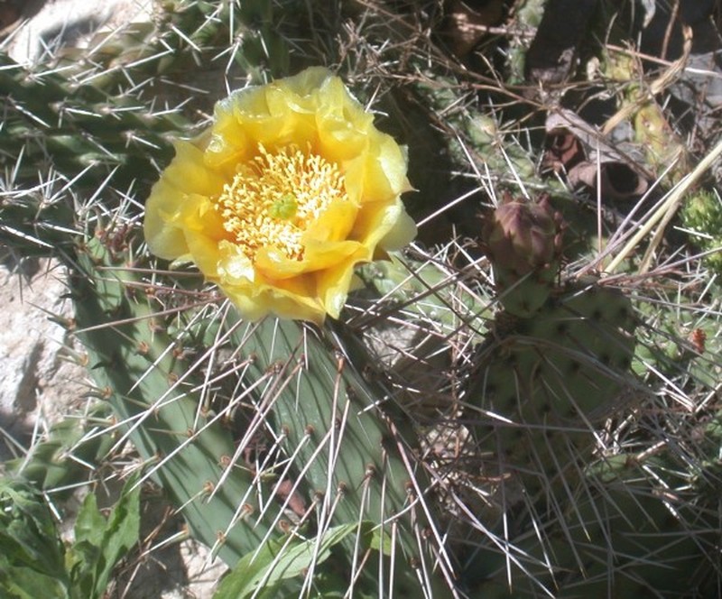 Opuntia tortispina