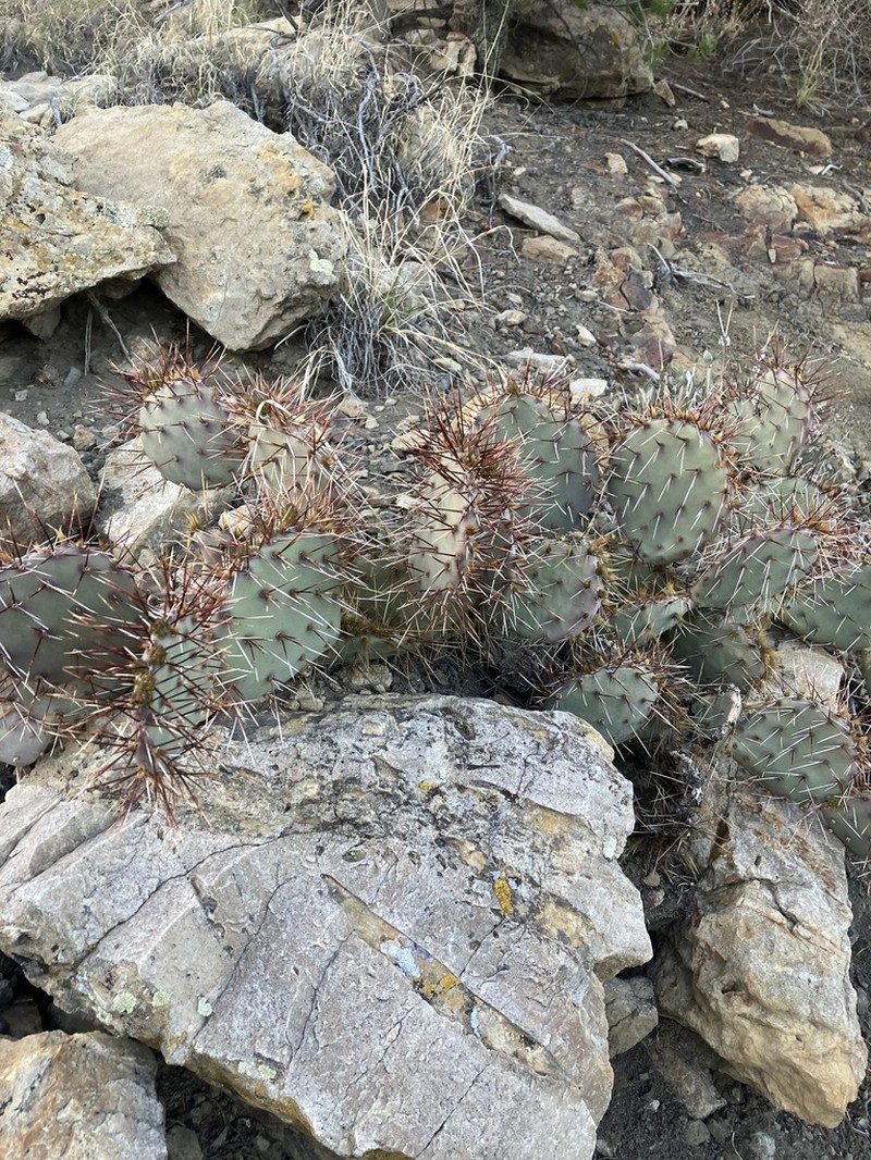 Opuntia tortispina photo 2