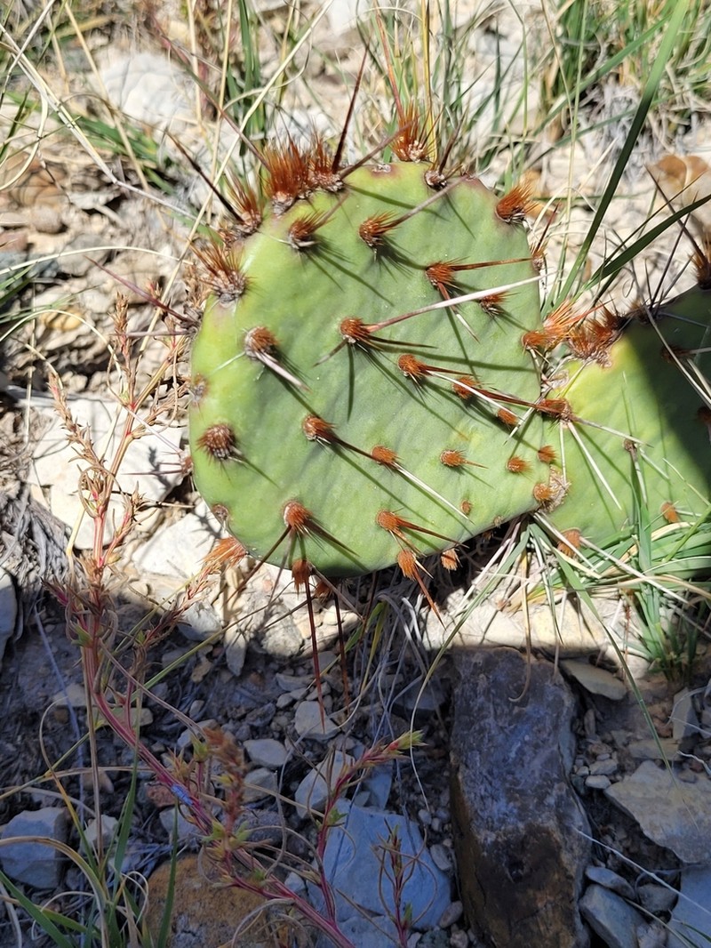 Opuntia tortispina photo 3