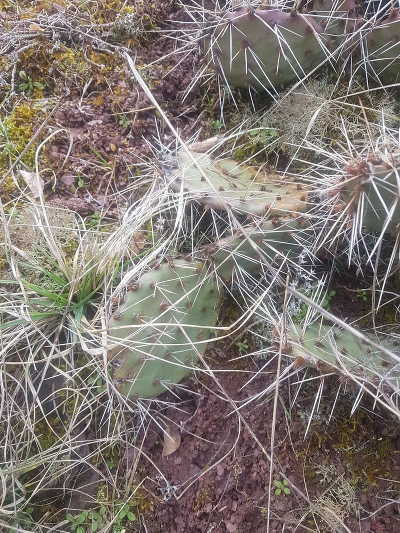Opuntia tortispina photo 4