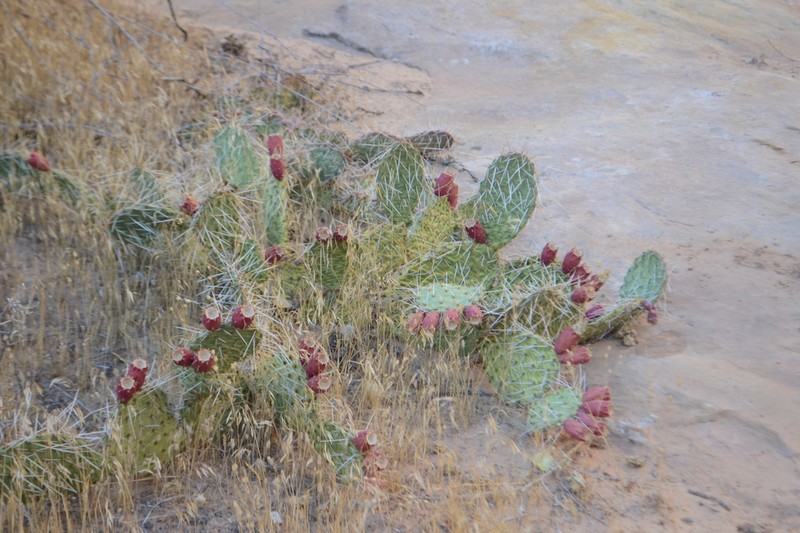 Opuntia tortispina photo 5