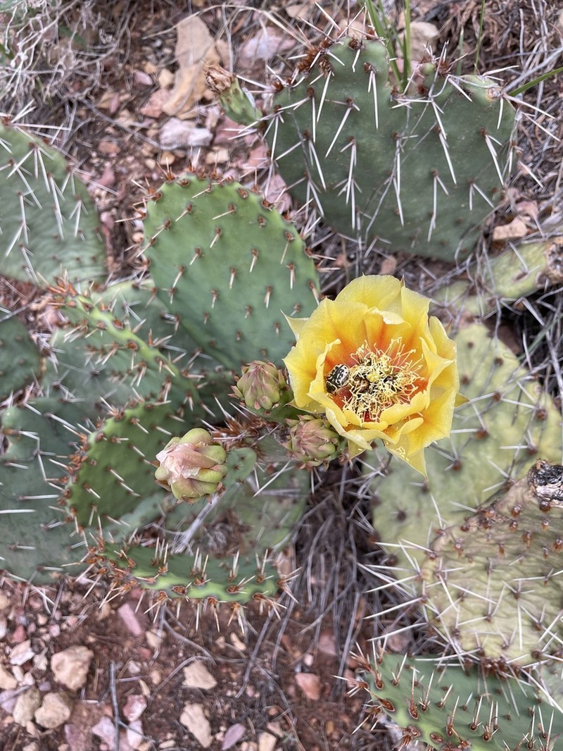 Opuntia tortispina photo 6