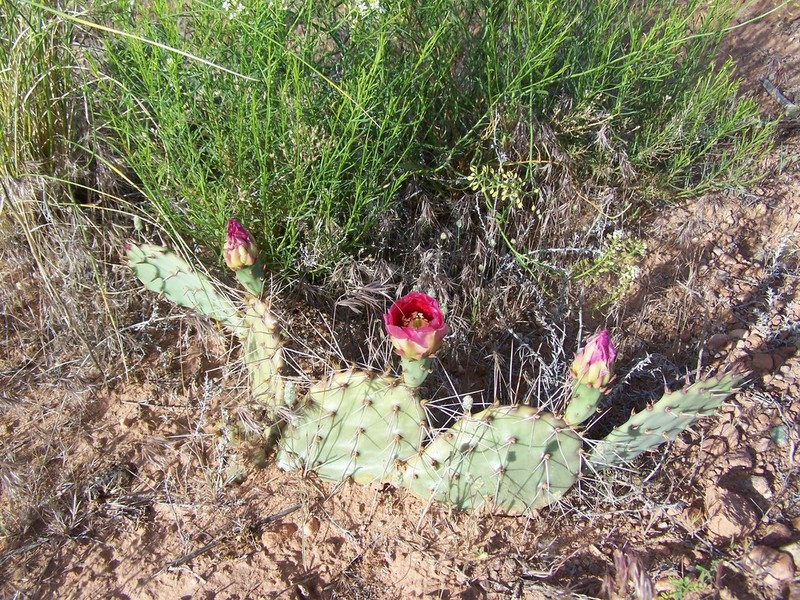 Opuntia tortispina photo 7
