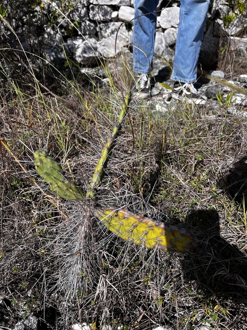 Opuntia triacanthos