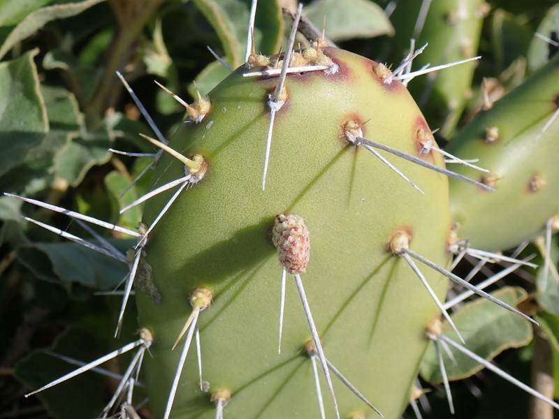Opuntia triacanthos photo 2