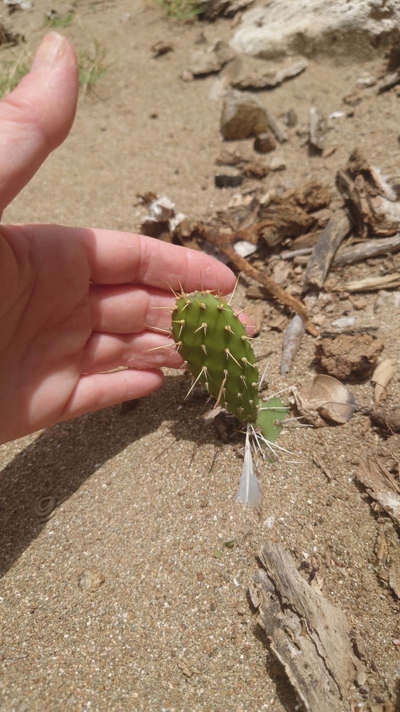 Opuntia triacanthos photo 3