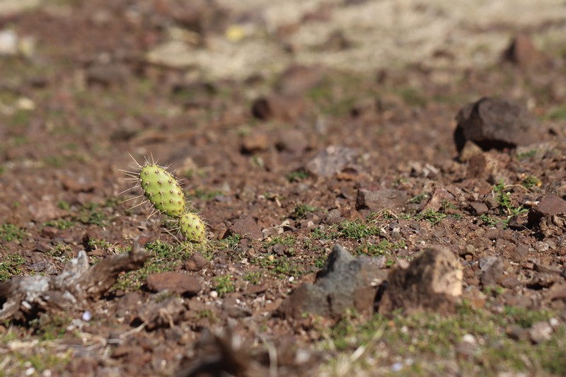 Opuntia triacanthos photo 4