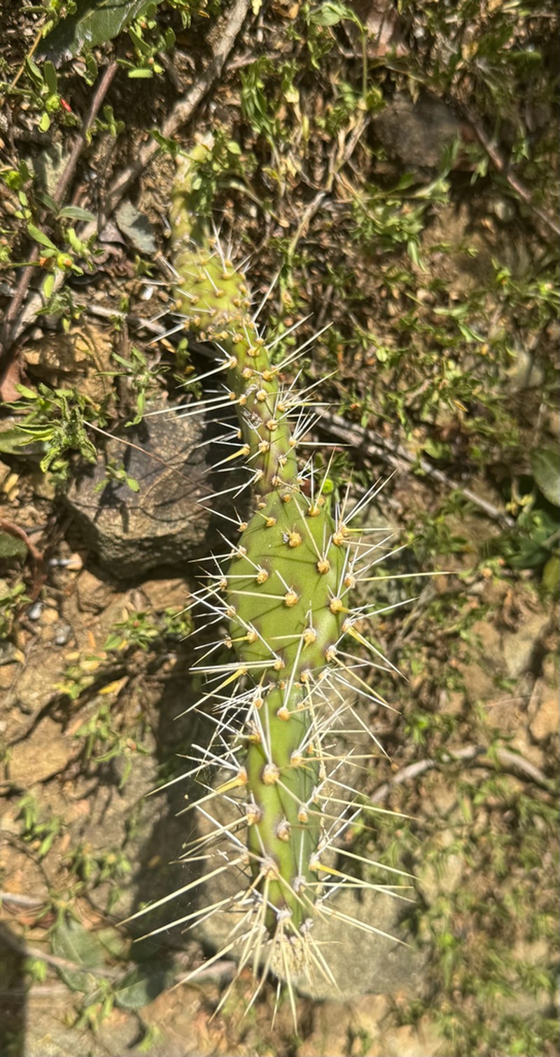 Opuntia triacanthos photo 5