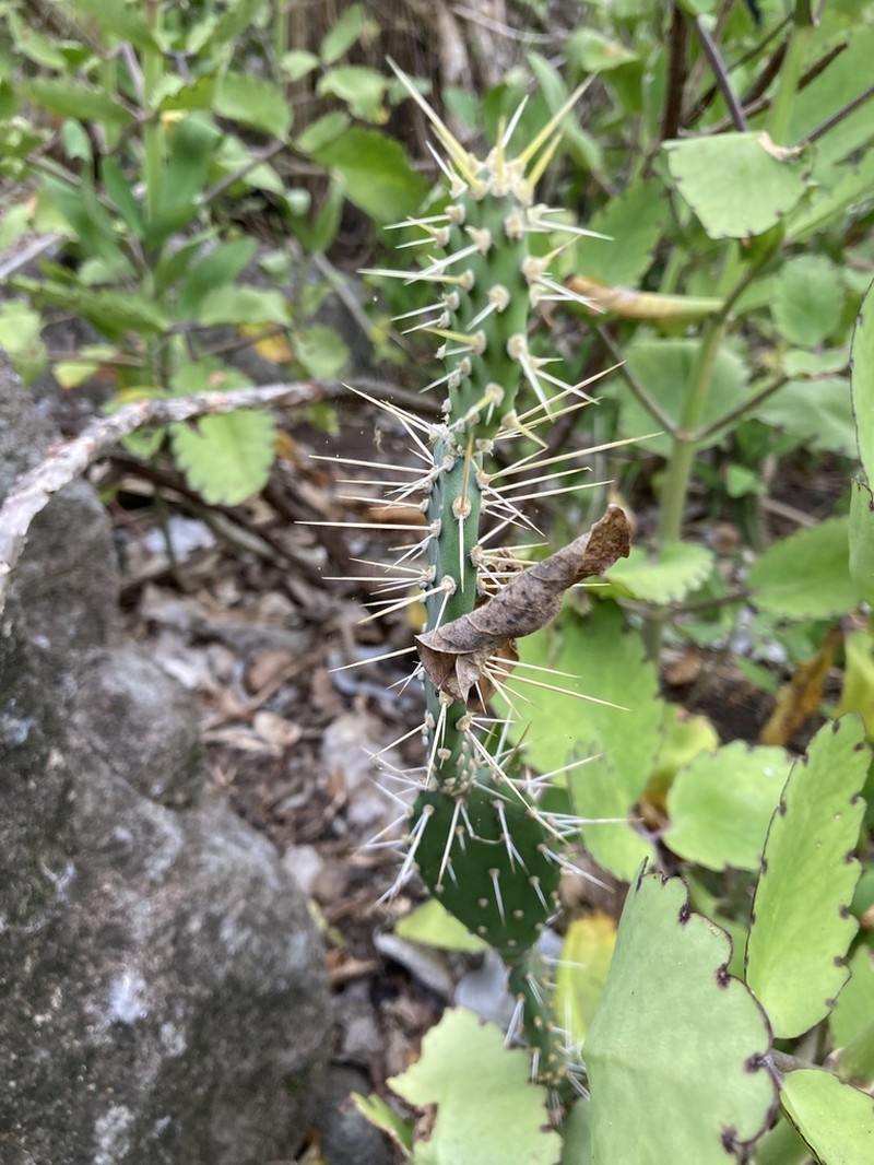 Opuntia triacanthos photo 6