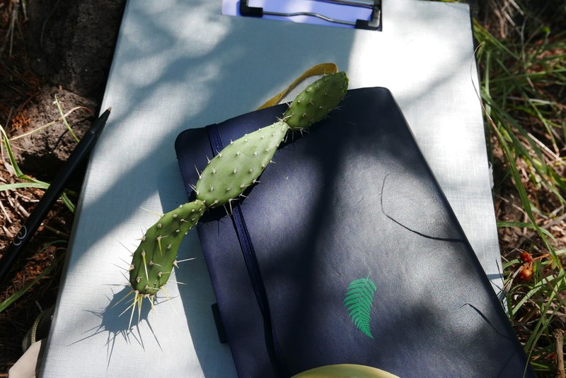 Opuntia triacanthos photo 7