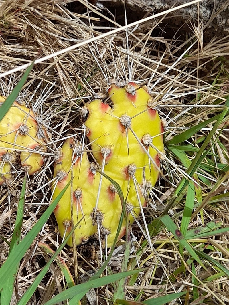 Opuntia triacanthos photo 8