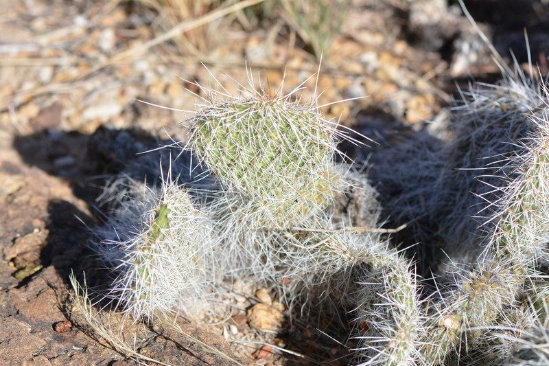 Opuntia trichophora photo 2