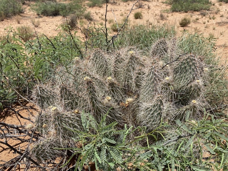 Opuntia trichophora photo 3