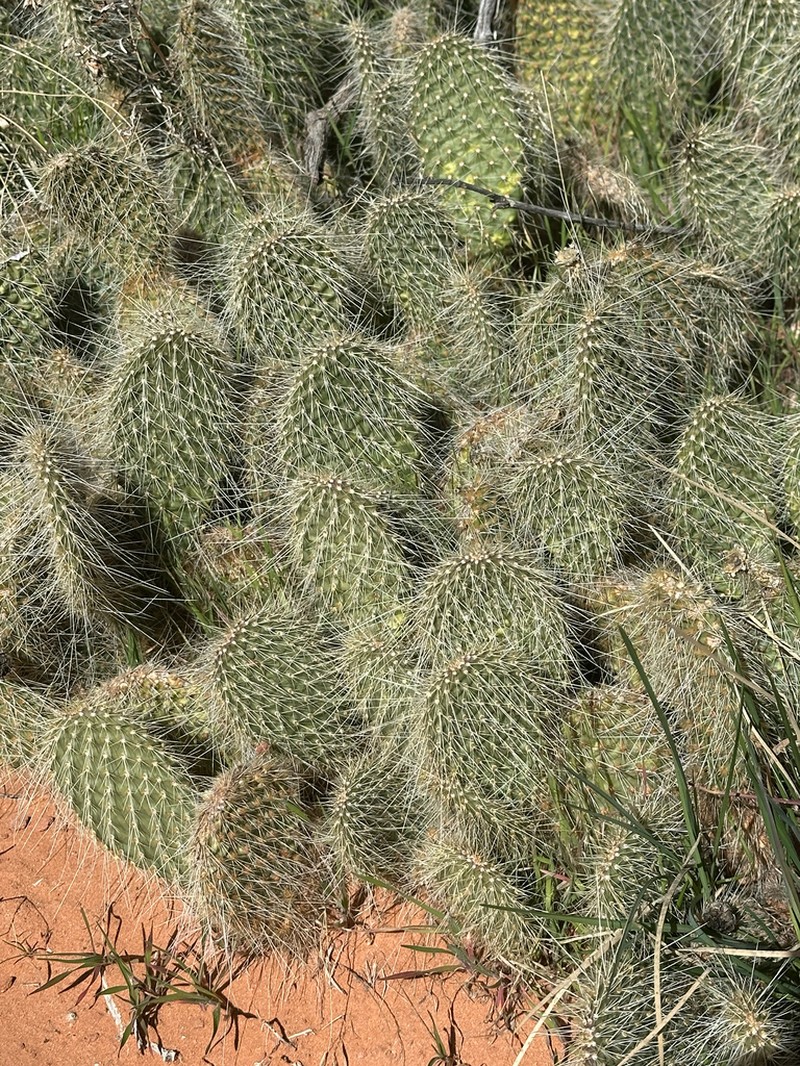Opuntia trichophora photo 4