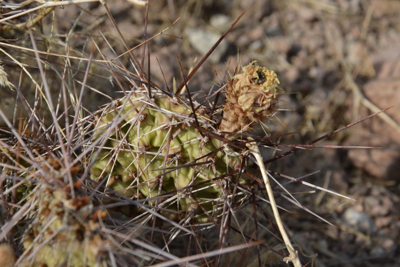 Opuntia trichophora photo 5