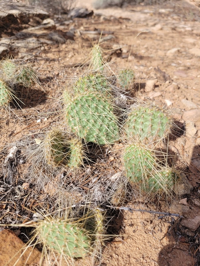 Opuntia trichophora photo 6