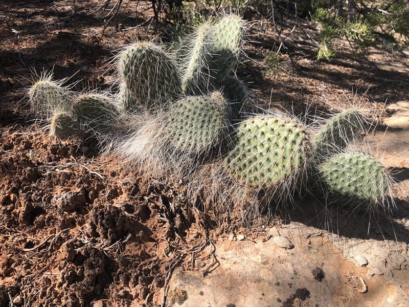 Opuntia trichophora photo 8