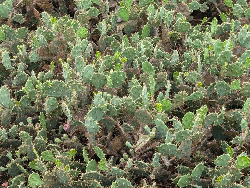 Elephantear Pricklypear photo 4
