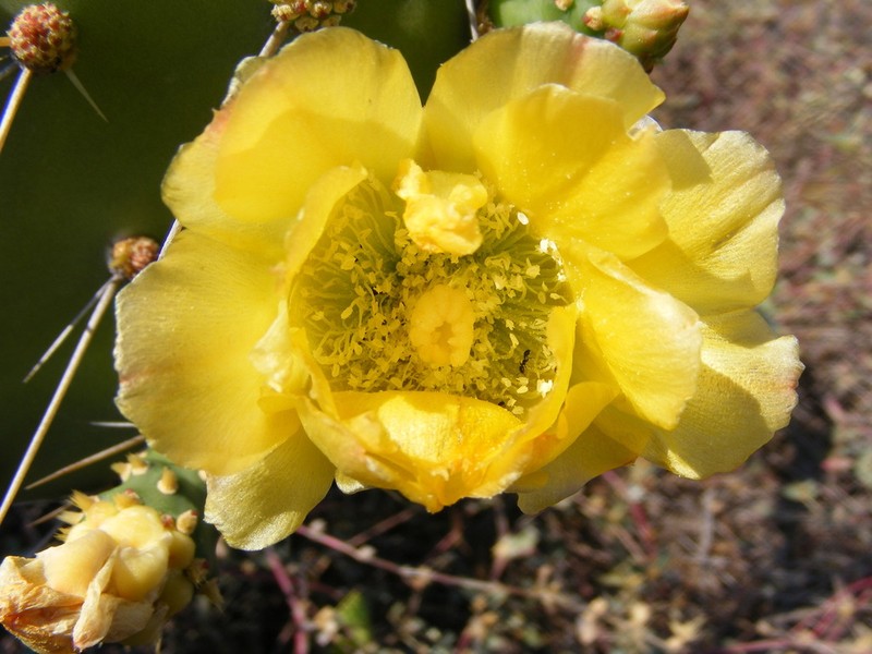 Elephantear Pricklypear photo 5