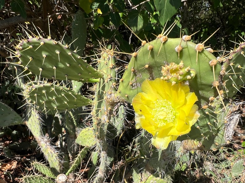 Elephantear Pricklypear photo 6